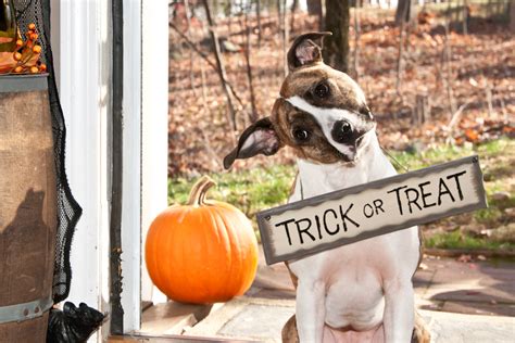 Tricks for Treats: 6 Awesome Tricks to Teach Your Dog Right Now