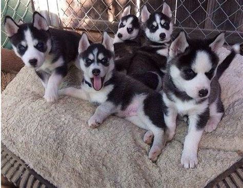 Siberian Husky Puppies For Sale | Trumbull, CT #258227