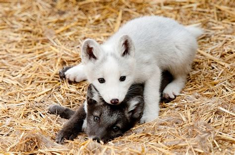 White Wolf : Photographer Takes Heart-Melting Photos Of Young Arctic ...