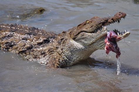 What Do Crocodiles Eat? Crocodile Diet, Hunting & Food Chain