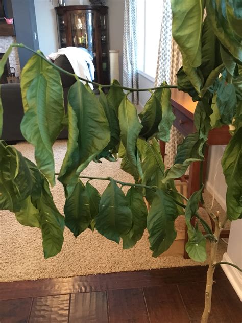 Indoor lemon tree leaves suddenly all dried up #439829 - Ask Extension