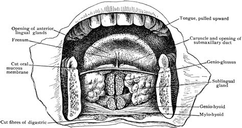 Anterior Part of Floor of Mouth | ClipArt ETC