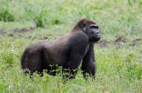 Facts About Western Lowland Gorillas - Diet, Habitat, Behavior and Threats