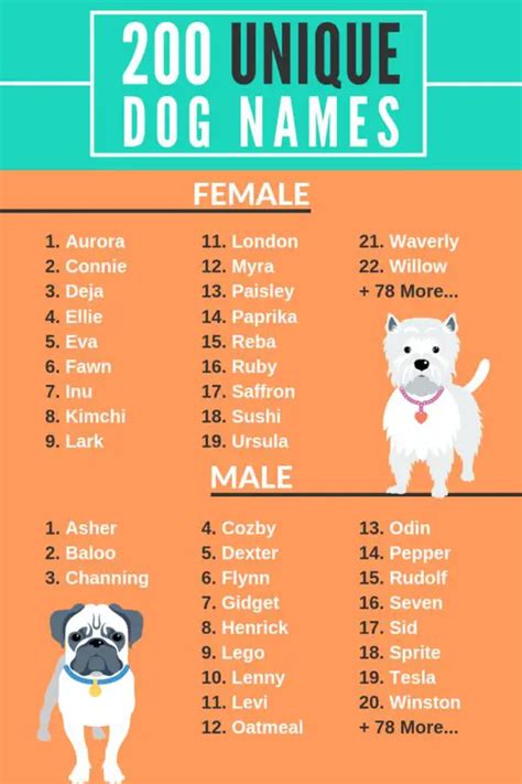 99+ [Unique] Funny & Serious Dog Names You Need To Know