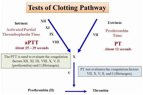 Partial thromboplastin time & activated partial thromboplastin time