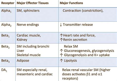 Pin by anusha jagillapuram on Pharmacology | Pharmacology nursing, Pharmacology, Autonomic ...