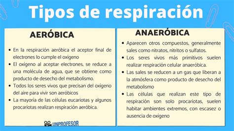 5 DIFERENCIAS entre la respiración aerobia y anaerobia