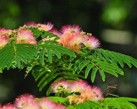 Flowering Mimosa Tree | Flowering trees, Mimosa flower, Mimosa tree