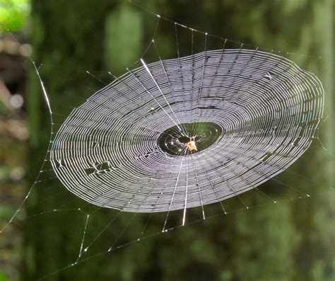 Learn All About The Beauty of Spider Web Designs - James River Pest Solutions