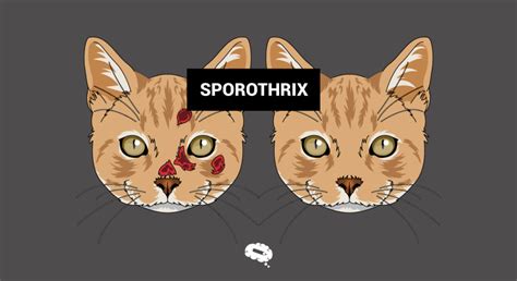 Sporotrichosis: Understanding the Sporothrix Fungus