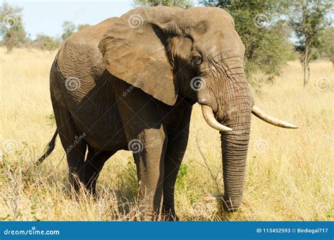 African Elephant Bull. Kruger National Park, South Africa Stock Image - Image of eating ...