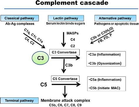 1 The complement cascade. The three pathways of complement activation... | Download Scientific ...