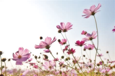 图片素材 : 性质, 科, 草地, 花瓣, 花的, 粉, 植物群, 野花, 花卉, 韩国, 背景, s, 开花植物, 雏菊家庭, 宇宙工厂, 陆地植物, 花园宇宙 6144x4096 ...