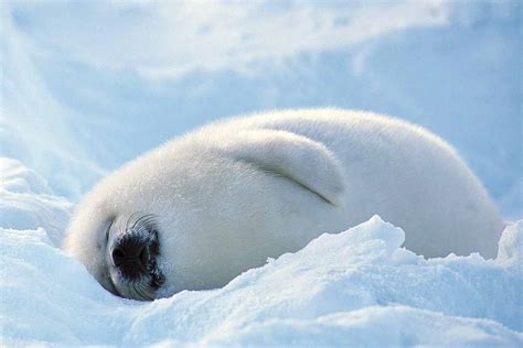 Baby Seal Wallpapers - Wallpaper Cave