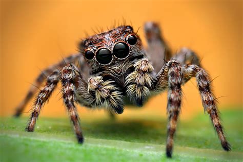 Gewohnheiten und Eigenschaften springender Spinnen