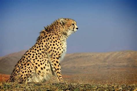 Asiatic Cheetah | Species Facts, Conservation - BigCatsWildCats