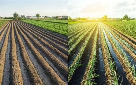 Furrow Irrigation system : Advantages and disadvantages