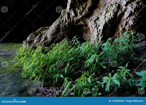 Cave plants stock photo. Image of nature, wallpaper - 194480960