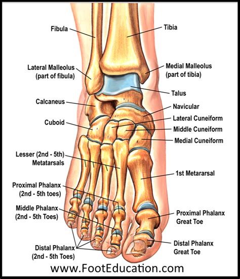 Anatomy of the Foot and Ankle | OrthoPaedia Human Body Anatomy, Human ...