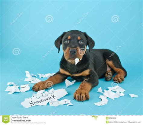 dog ate my homework clipart 20 free Cliparts | Download images on Clipground 2024