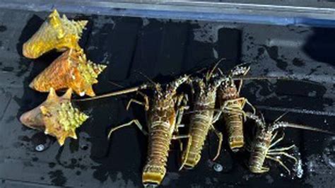 Weekend violations of fishing, lobster laws in Florida Keys | FL Keys News