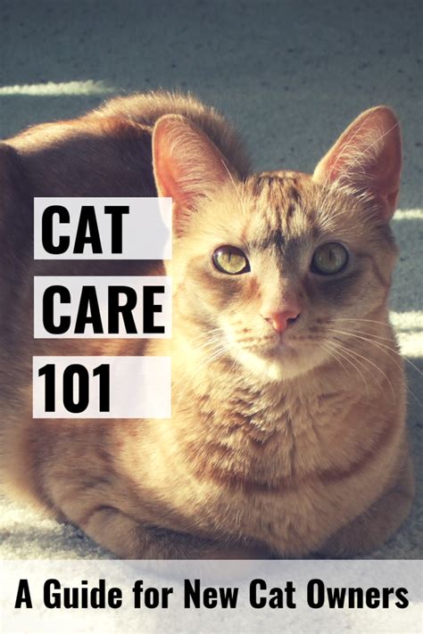 Cat Care 101: A Guide for New Cat Owners - PetHelpful