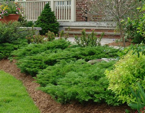 Best Green Shrubs For Landscaping at Carlton Avery blog