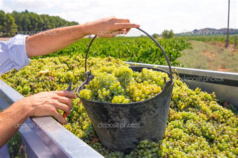 Chardonnay harvesting with wine grapes harvest — Stock Photo © lunamarina #34397307