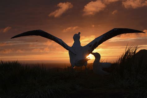 Albatrosses: Inspiring Legends & Myths - BirdLife International