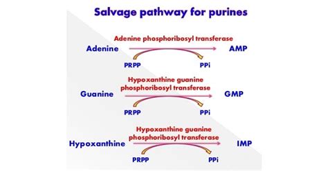 Purine Salvage Pathway - New