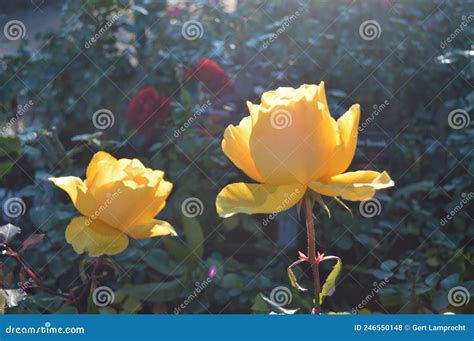 Image of Yellow Roses. Friendship Rose. Beautiful Yellow Rose. Stock ...