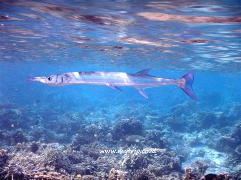 SUKA SNORKELING? JANGAN LEWATKAN PULAU KANAWA!