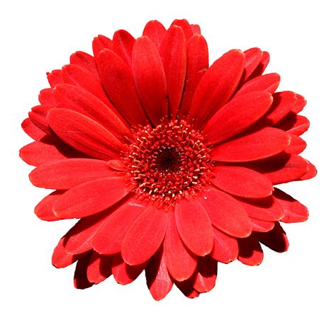 Free Flower Images, Download Free Flower Images png images, Free ...