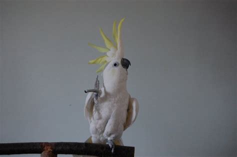 Watch Snowball The Parrot Dance To Classic '80s Songs