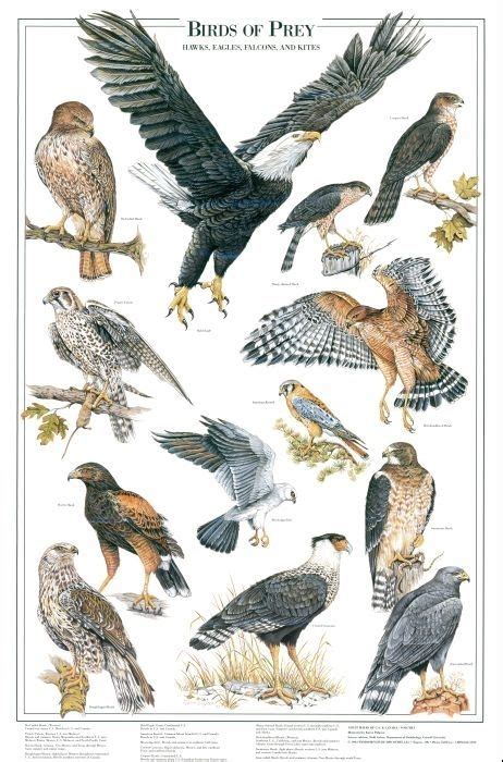 Birds of Prey Identification Chart (Eagles, Hawks, Kites) | Birds of prey, Birds, Bird ...