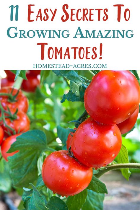 11 Tips For Growing Tomatoes - Homestead Acres