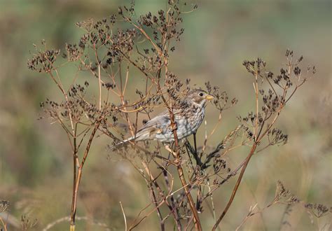 Corn Bunting-5056239 | Great to see these Corn Buntings earl… | Flickr