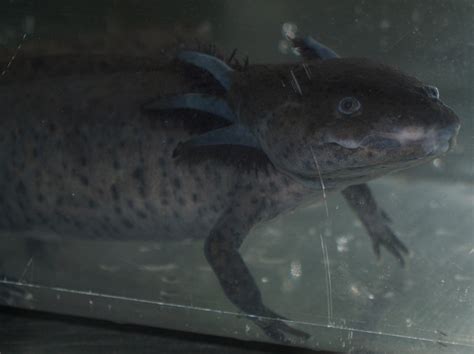 ADW: Ambystoma mexicanum: PICTURES