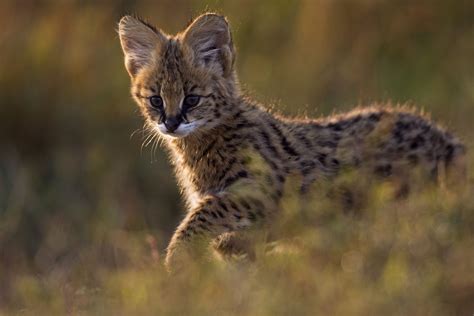 Ten Amazing Small Wild Cats | Science | Smithsonian Magazine
