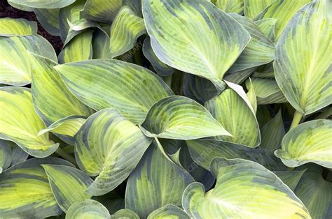 Hosta 'June' - Stock Image - C001/9430 - Science Photo Library