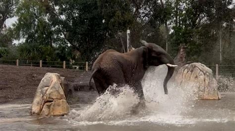 Watch this endangered teen elephant dancing and singing in the rain at ...