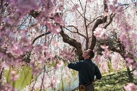 Types Of Cherry Trees: Cherry Tree Varieties