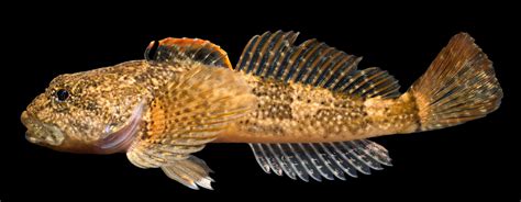 Cottus Bairdi