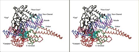 Topoisomerase Structure