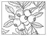 45  Blueberry Coloring Pages For Kids & Adults Free Printable PDFs sketch template