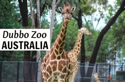 Why Dubbo Zoo & Zoofari Lodge Is Like Being On A Real Safari