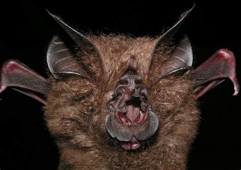 New horseshoe bat species discovered at Natural History Museum - Market ...