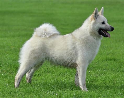 Norwegian Lundehund - Pictures, Information, Temperament ...