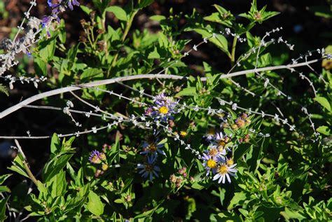 a garden diary: Drought-tolerant perennials