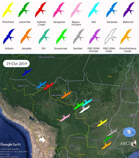 Swallow-tailed Kite Migration: October 2019